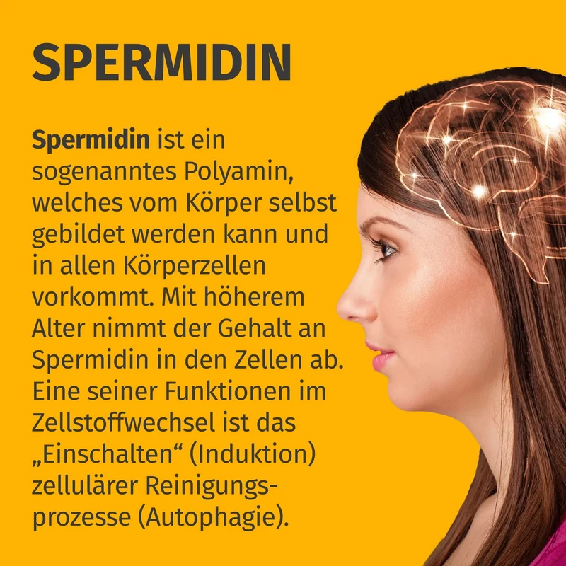 Spermidin Kapseln • 1,6 mg • aus Weizenkeim