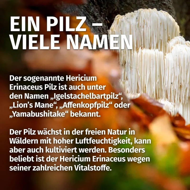 Hericium (Löwenmähne) Kapseln • 2.100 mg • 630 mg Polysaccharide