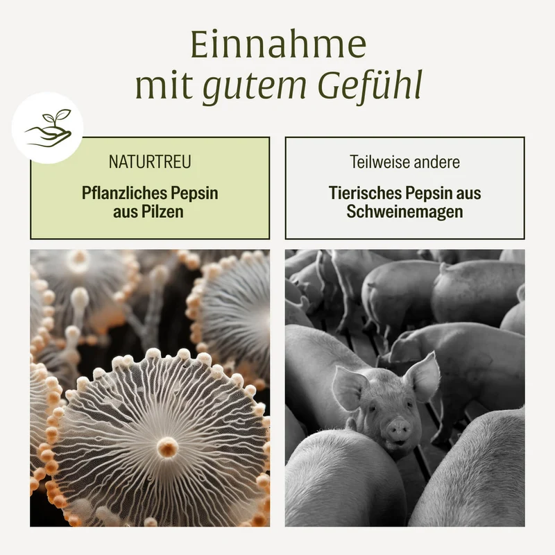 Magenbalance: Betain HCI-Komplex mit Pepsin & Kamille