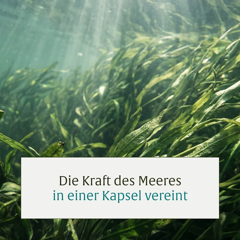 Meeresperle: Irish Sea Moss Kapseln