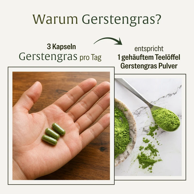 Gerstengras: Bio-Gerstengras