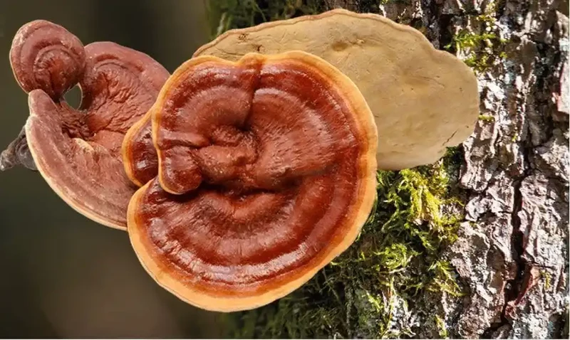 Bio Ling Zhi / Reishi - Pulver